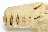 Ordovician Cephalopod (Actinoceras) Fossil - Wisconsin #204198-1